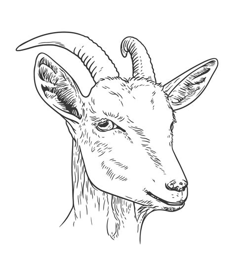 Goat Head Hand Drawn Vector Line Art Illustration 7059736 Vector Art At