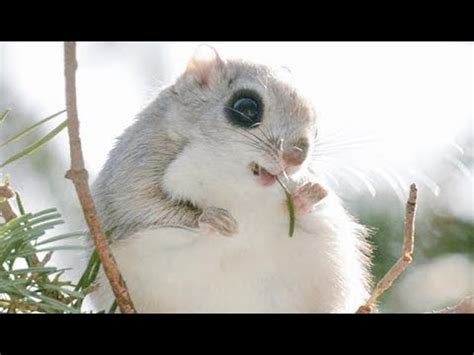 Some japanese dwarf flying squirrel coloring may be available for free. Japanese Dwarf Flying Squirrel Compilation - YouTube