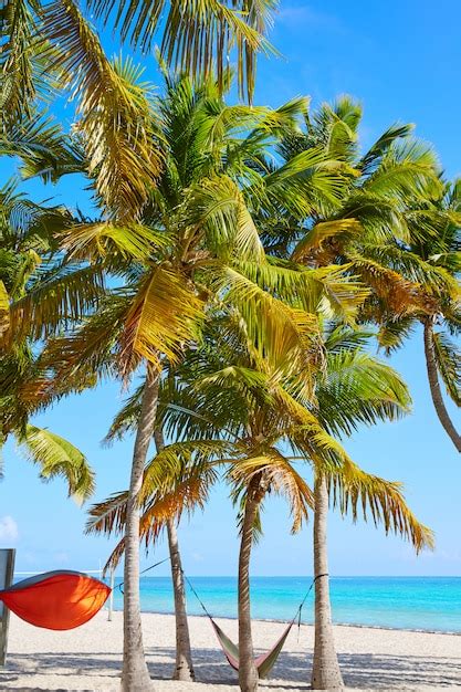 Premium Photo Key West Florida Smathers Beach Palm Trees Us