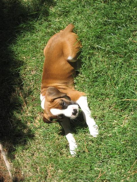 Boxers Of Central Coast California Boxer Forum Boxer Breed Dog Forums
