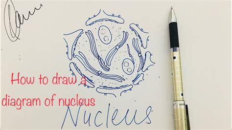 How To Draw A Diagram Of Nucleus Nucleus Diagram Youtube