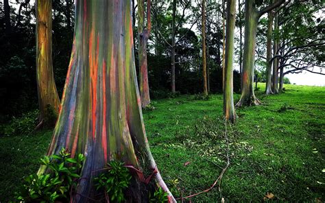 Rainbow Eucalyptus In Hawaii Wallpapers High Quality Download Free