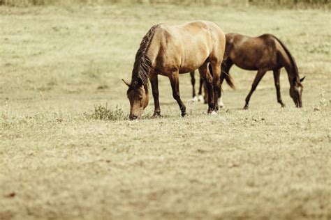 Two Brown Wild Horses On Meadow Field Stock Photo Image Of Animal