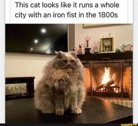 This Cat Looks Like It Runs A Whole City With An Iron Fist In The 1800s Ifunny