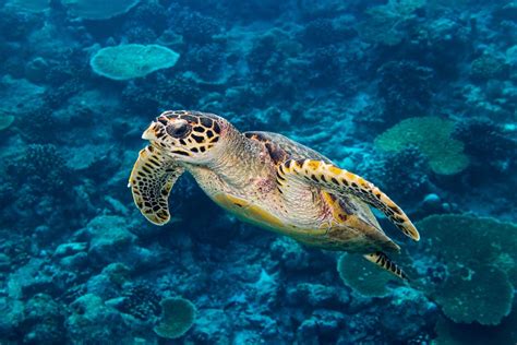 Petition Protect Critically Endangered Hawksbill Turtles From Poaching
