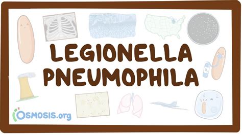 Legionella Pneumophila An Osmosis Preview Youtube