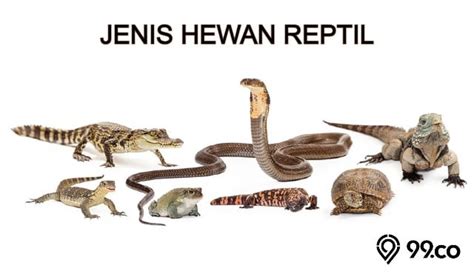 7 Jenis Hewan Reptil Dan Ciri Ciri Istimewanya Sudah Tahu Belum