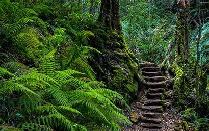 Forest Ferns Stairs Wallpapers Tropical Stone Background