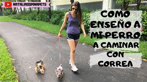 Cómo Enseñar A Tu Perro A Caminar Con Correa Tips By Natalia Ospina