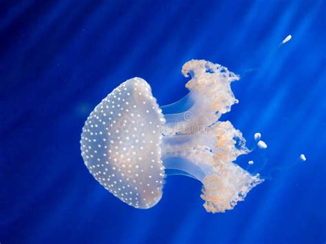 Australian White Spotted Jellyfish Australian Swimming In Blue W Stock