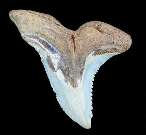 Huge 169 Hemipristis Shark Tooth Fossil Virginia 50026 For Sale