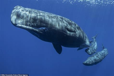 Stunning Pictures Show A Mother Sperm Whale Feeding Its Calf By