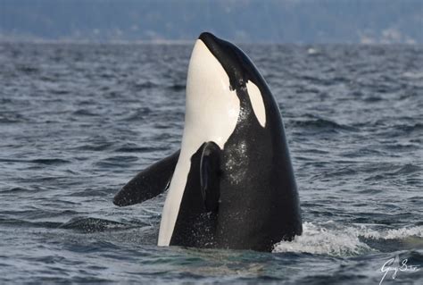 New Pictures Show How Biggs Killer Whales Are Thriving Even As