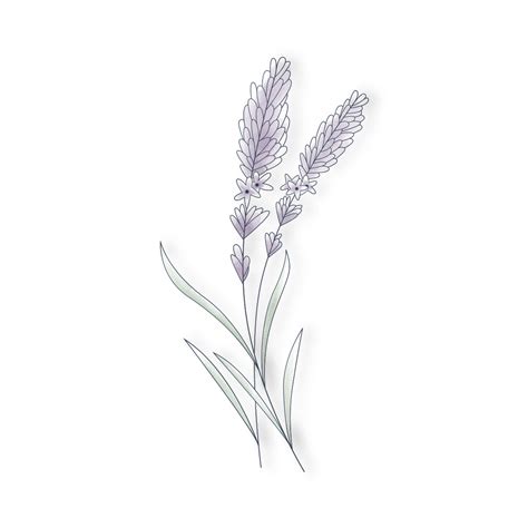 Lavender Line Drawing At Explore Collection Of