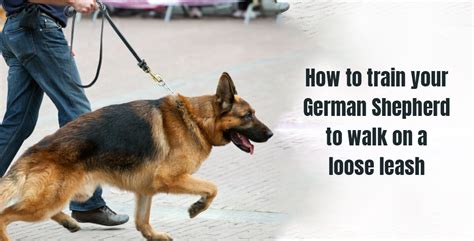 How To Train Your German Sheperd To Walk On A Loose Leash Top