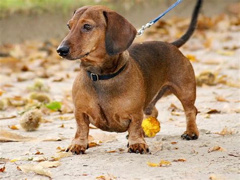 Dachshund Dog Information Breed Highlight Cute Puppies Online