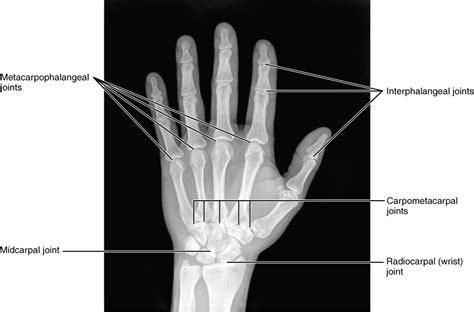 Bones Of The Upper Limb · Anatomy And Physiology