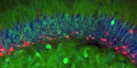Observing Nascent Neurons In Action The Scientist Magazine®