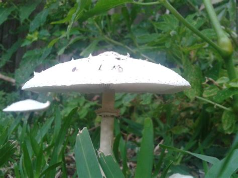 The spawn should be rapidly growing in the. Mushrooms in backyard - Mushroom Hunting and ...
