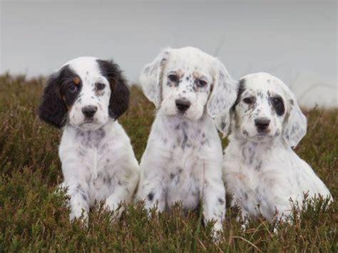 Here, two of them play in front of the house, at about 6 weeks old. English Setter (Lawerack/Laverack/Llewellin/Blue Belton) | Chien anglais, Beaux chiens, Bébé chien