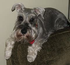 Female Miniature Schnauzer Kia Our Female Salt And Peppe Flickr