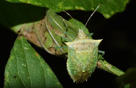Spined Green Stink Bug Larah Mcelroy Flickr
