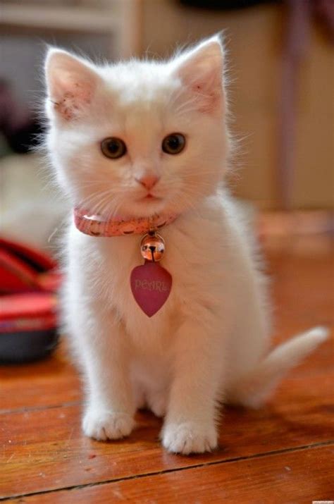 White Kittens Cute Stuff And Kittens On Pinterest