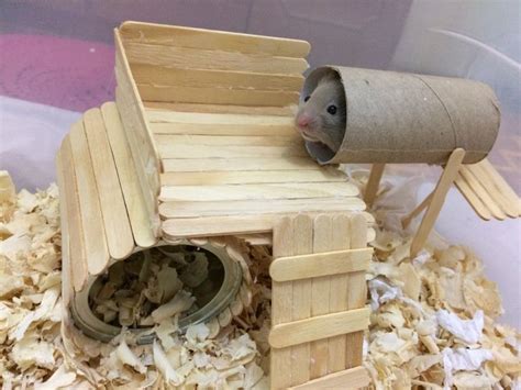 Hamster House Not Finished Yet Hamster Hamster House Not Finished