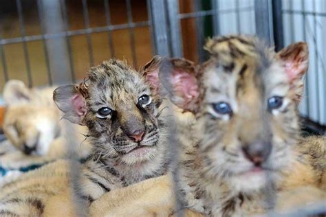 Cute Tiger And Lion Cubs Enchant Visitors 4 Cn