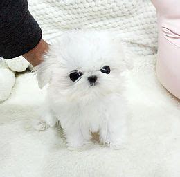 Shih tzus are extremely popular toy dogs and are adorable as puppies. Teacup Shih Tzu For Sale | Affordable Prices (With images ...