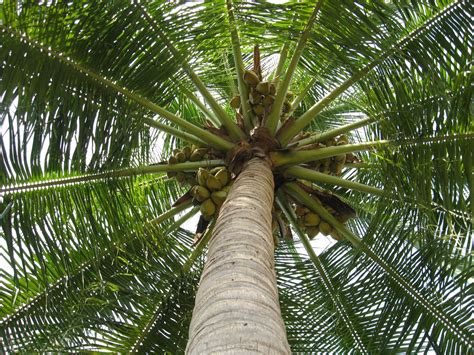 Coconut Tree Free Photo Download Freeimages