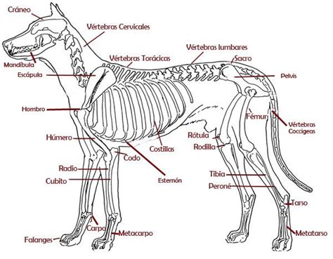 Estructura ósea Del Perro Animals Cuckys Anatomía Del Perro