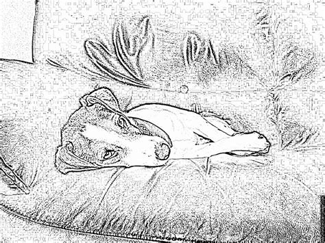 Coloriage De Chien Jack Russel Coloriage S à Imprimer Pour Les Enfants