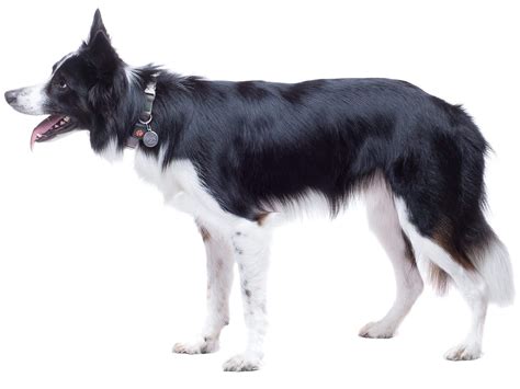 Border Collie Breed Guide Pitpat