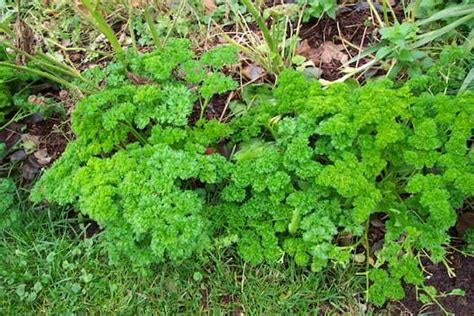 How To Grow Parsley Herb Plant Growing Parsley Herbs Seeds