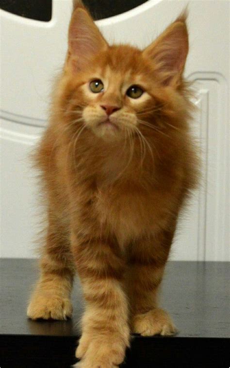 Can orange female cats have kittens. The Ginger Maine Coon - Maine Coon Expert