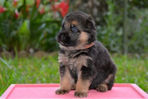 Check spelling or type a new query. Heritage Hills Ranch - German Shepherd Puppies For Sale In Texas