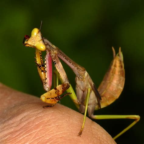 Praying Mantis Nymph Stagmatoptera Sp Id By Nicolas Mou Andreas