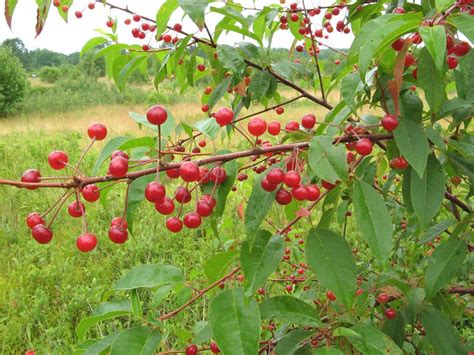 Tree Fruit Tagged Pin Cherry Beautiful Field Farm And Fruit Trees