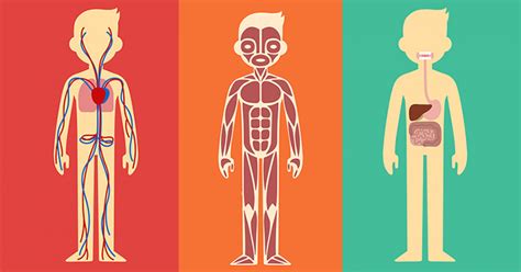 Sistemas Del Cuerpo Humano ¿cuáles Hay Y Cómo Funcionan