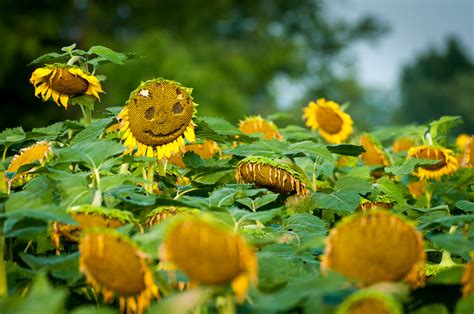 Sunflowers At Mckee Beshers Wildlife Management Area 2015 — Todd