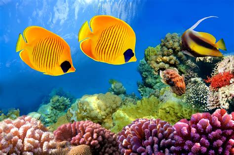 Wonderful Aquarium Wallpaper Coral Reef Aquarium Coral Reef Fish