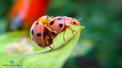Baby Ladybug Pics