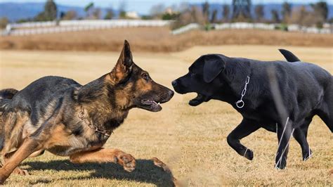 Labrador Vs German Shepherd Dog Breed Comparison Dog