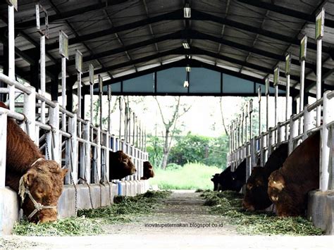 23+ Desain Kandang Sapi Potong Modern Images | Blog Garuda Cyber