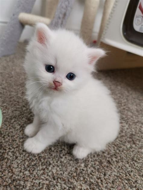Blue Eyes Tcup Snow Dolls Persian Kittens Offer All Cities