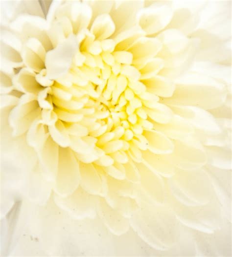 PRIMROSE | Yellow aesthetic pastel, Flower aesthetic ... Yellow is the color of sunshine and flowers, both associations likely to pastel yellow can work with a number of colors.