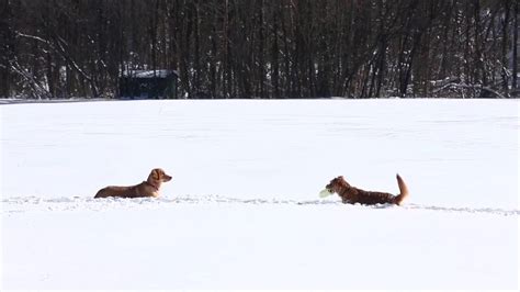 Dogs Frolic In The Snow Youtube