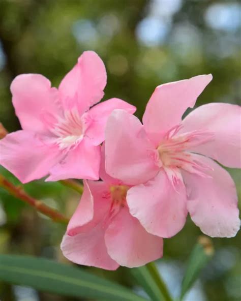 Dwarf Pink Icenerium Oleander Small Rooted Starter Plantlovely Soft
