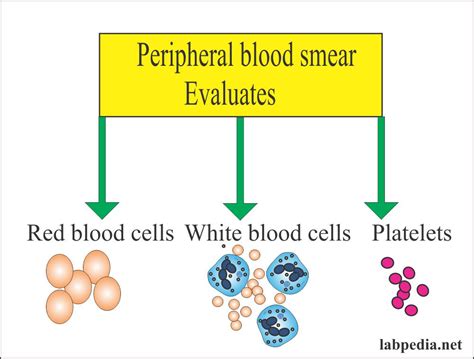 Red Blood Cell Rbc Part 1 Peripheral Blood Smear Normal Picture